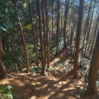 尾根上に戻り尾根を石水渓キャンプ場へ向かい下って行きます。