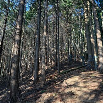 はじめは、整備された植林