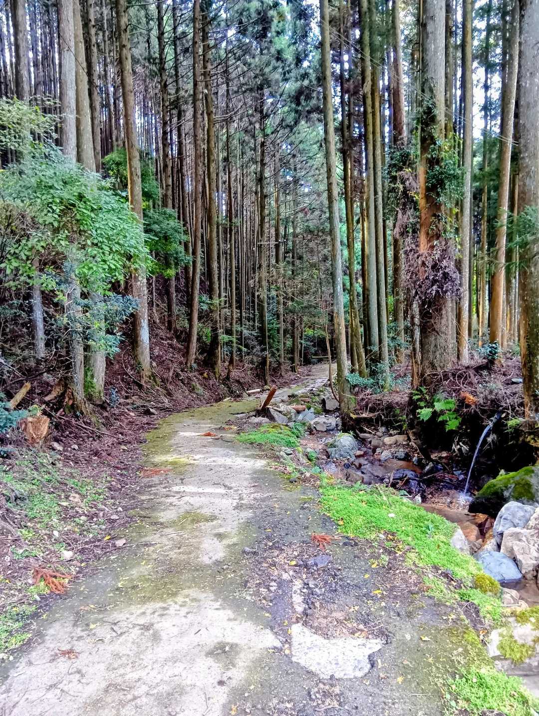 旧街道のような道👣