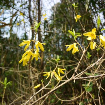 黄色い花はレンギョウ？