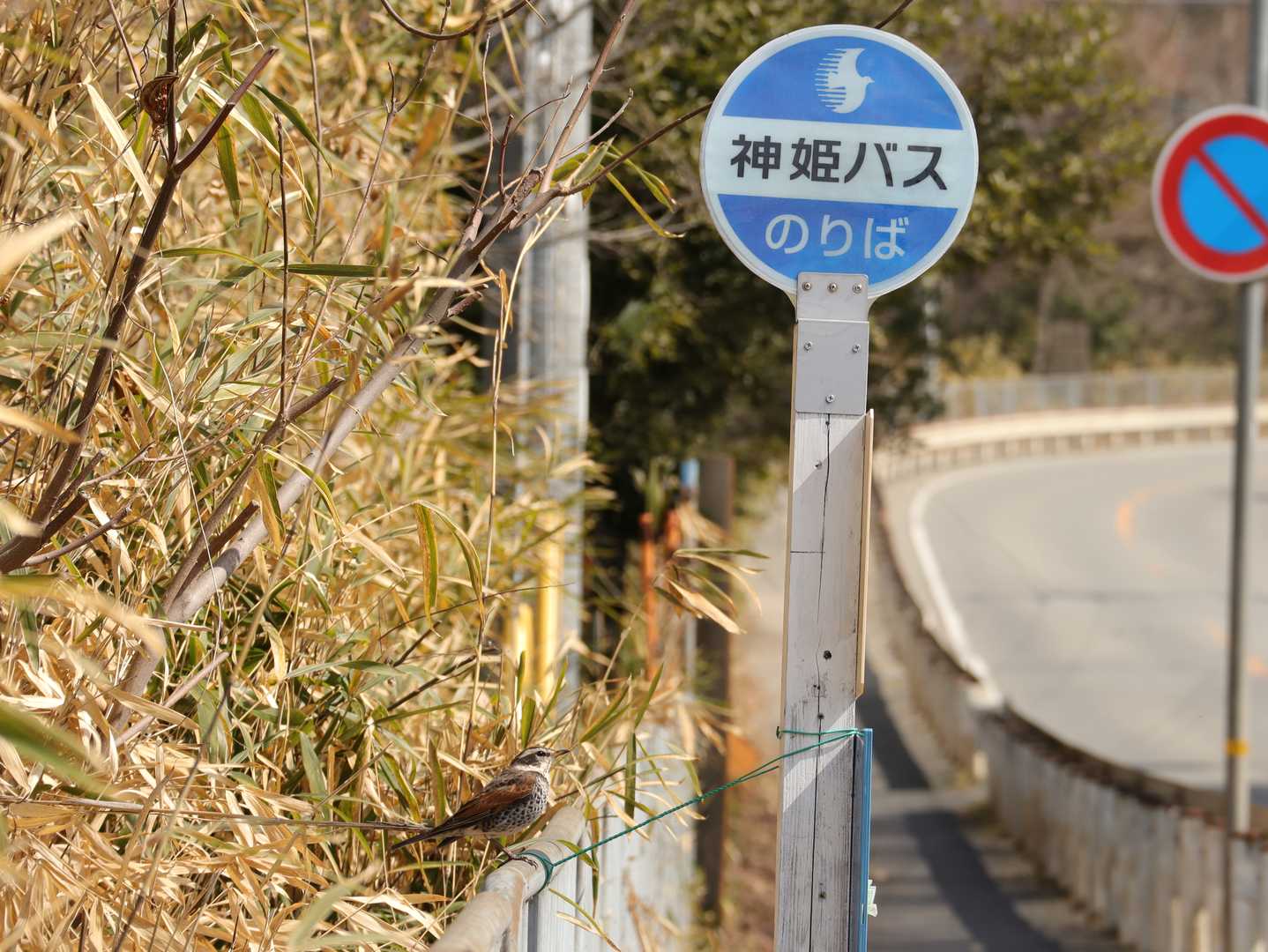 どうやらバスに乗って北へ帰るそうです
1日2、3便しかバス来ないけどどうするんやろ