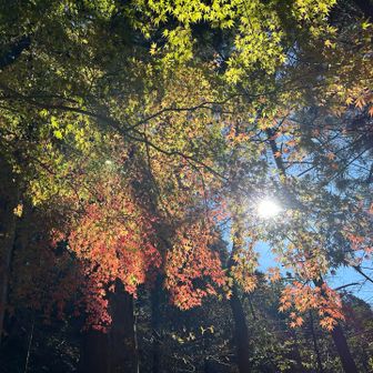 ちょっと残っていた紅葉🍁
紅葉みながらひと休み🍵
