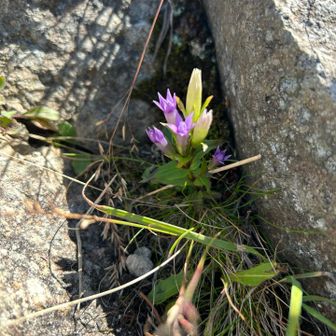 山頂にリンドウ