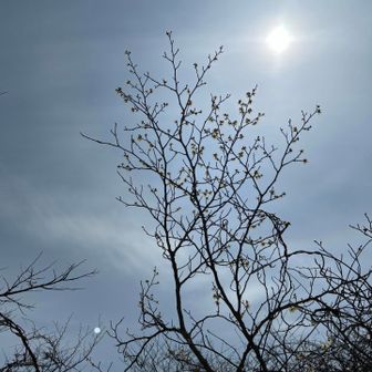 キャンプ場でのご褒美
楽しみにしていたマンサクが咲いてました