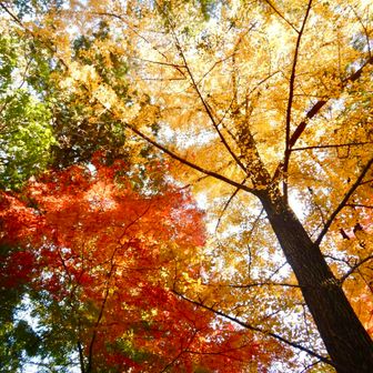 まだもみじ🍁残る😊