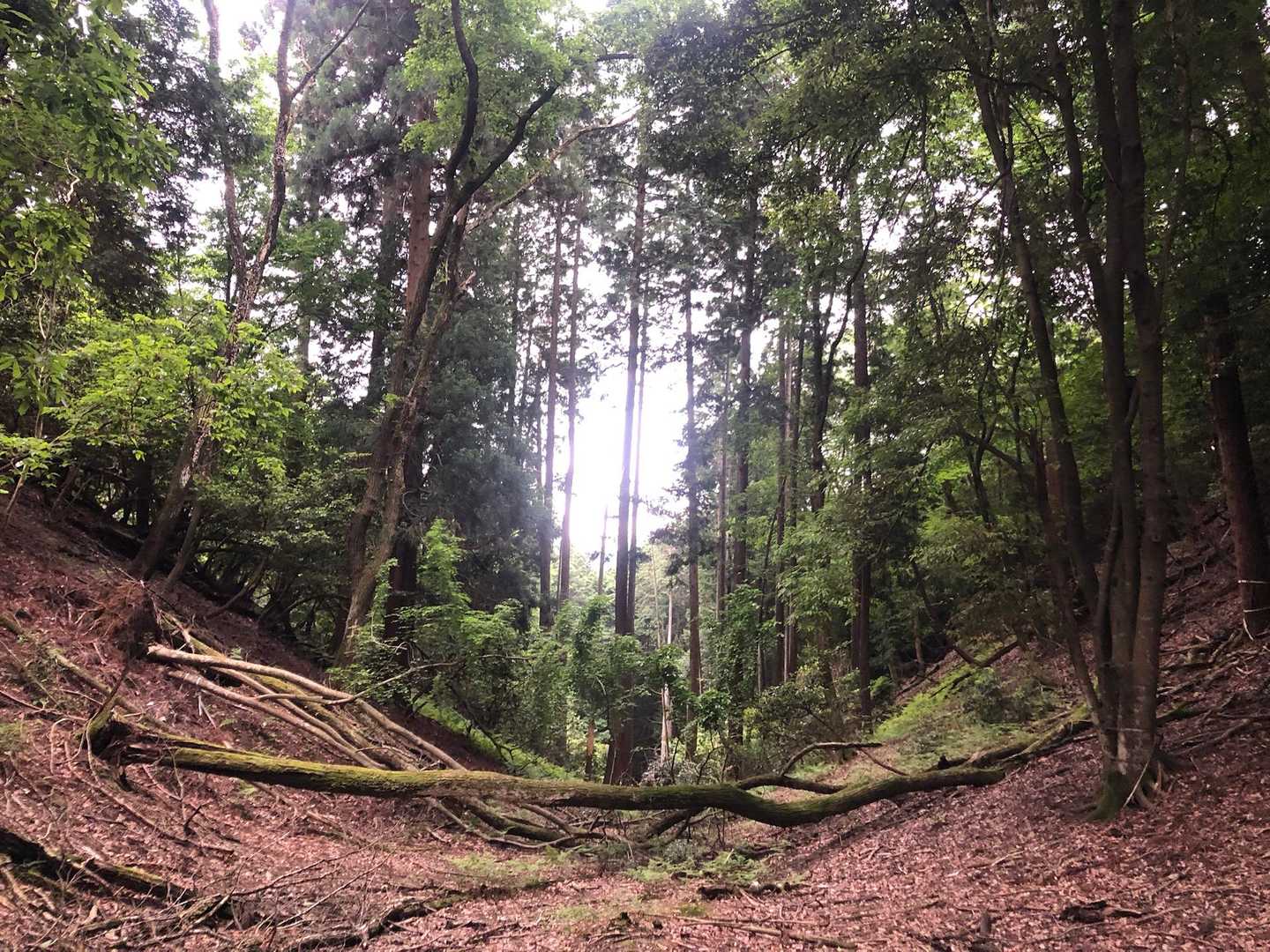 大堀切