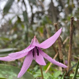今年初カタクリ🌸
しかし雨でみんなオジギしてたから地面から撮影😂