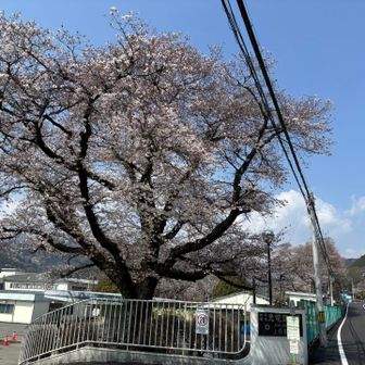 バス停前のソメイヨシノが🌸✨