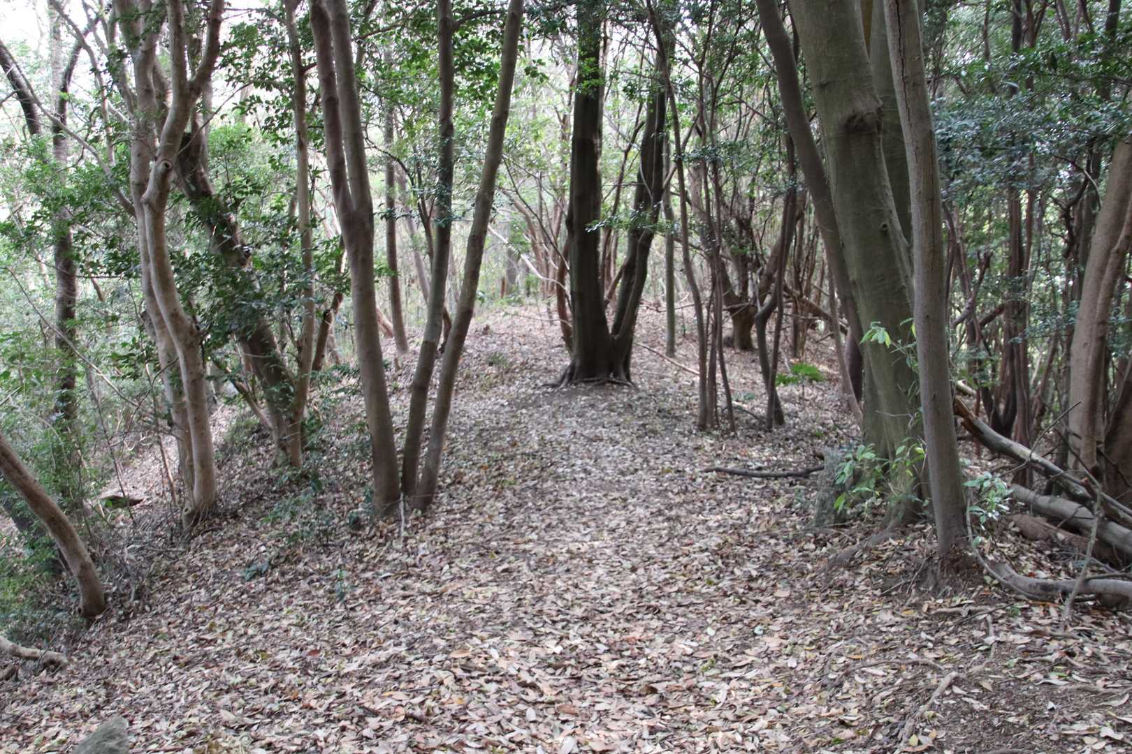 虎ヶ岳観音寺コース登山口-虎ヶ岳 往復コースの写真
