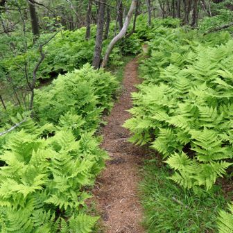 西峰から東峰へ移動
ココはシダの群生が多くある