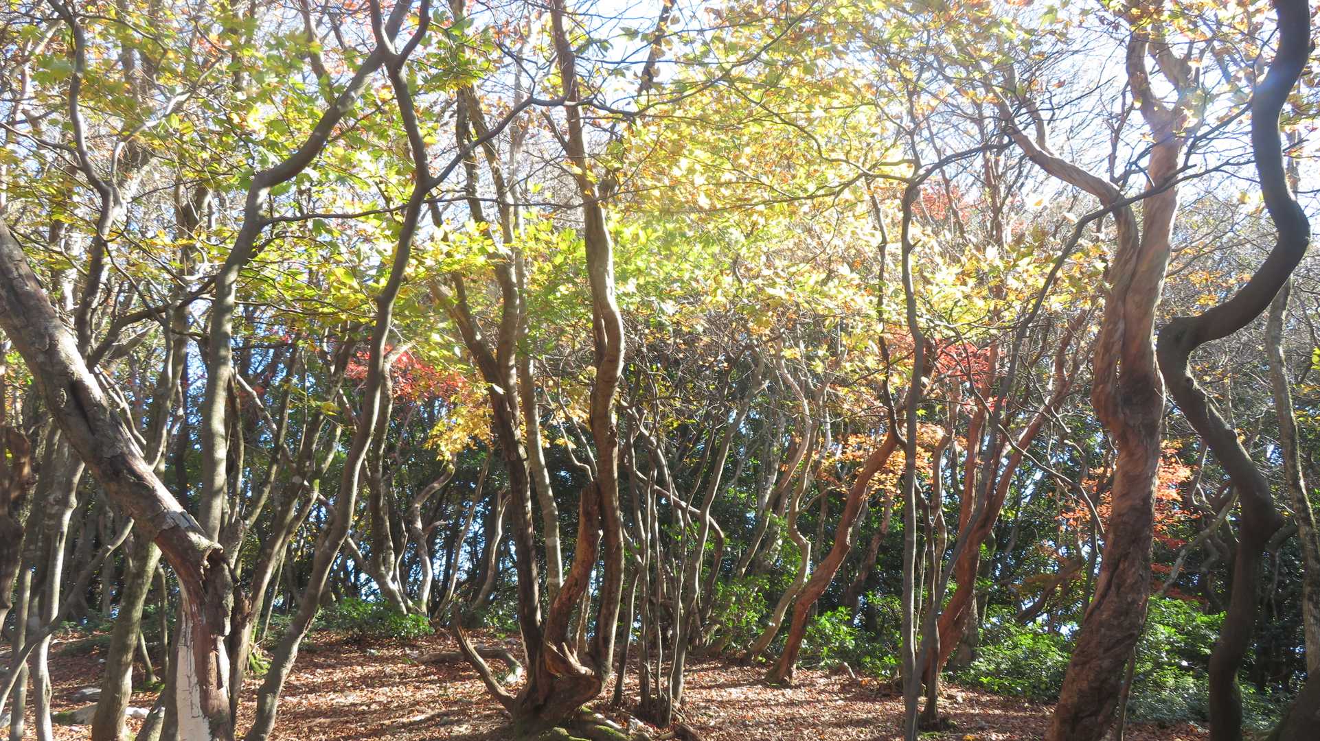 広い尾根に・・・もう近い