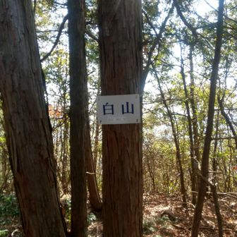 白山
今年は見つけられました。