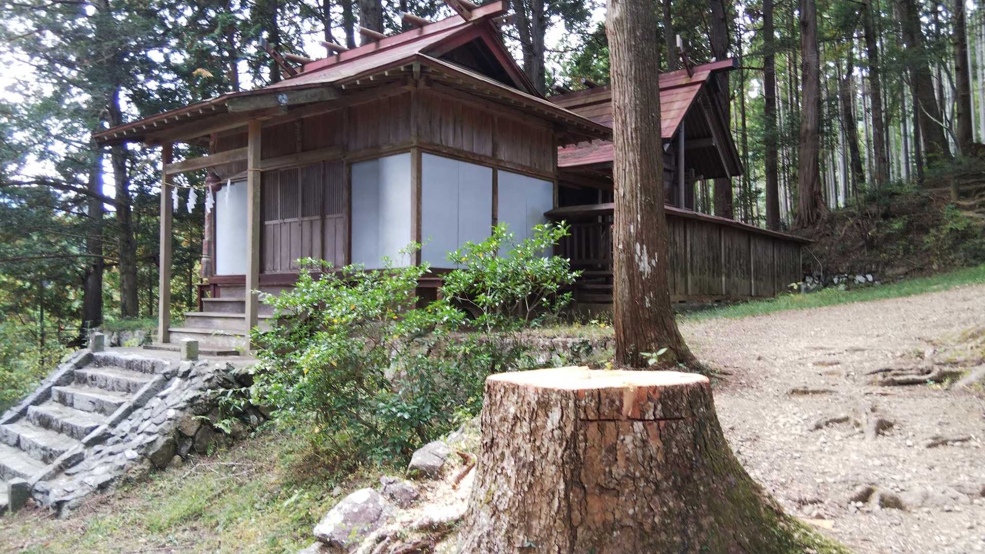 大きな切り株、新しい。木の香りがする。年輪数えてみたら160～170位かな？