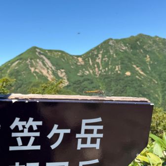 アブも居たけど、トンボもたくさん居ました。
