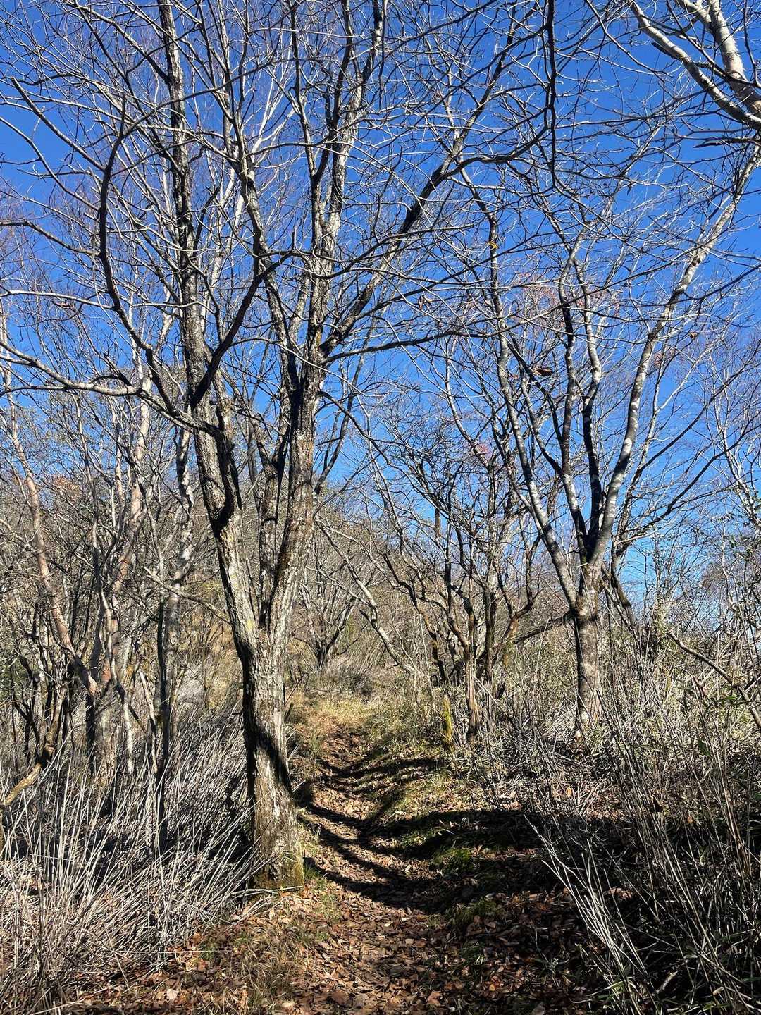 湯の沢峠-大蔵高丸-ハマイバ丸 往復コースの写真
