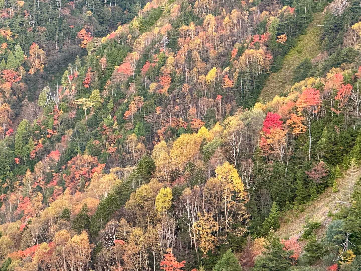 樹林帯を下山中、木々の隙間から隣の山肌が見えて、
🍁🍂また推進力を失う🥾笑