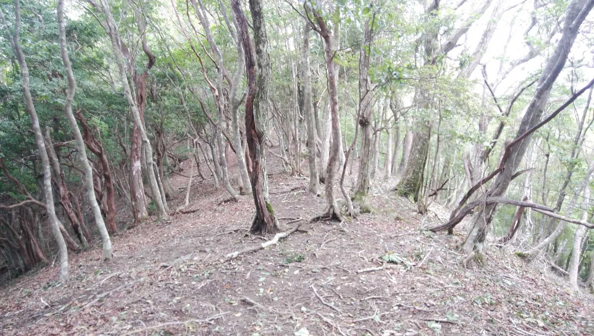 藤ヶ峰登山口-藤ヶ峰 往復コースの写真