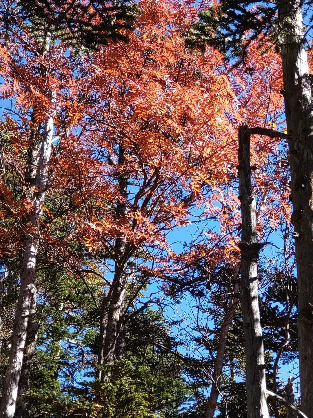 紅葉🍁　いい季節ですね～😊