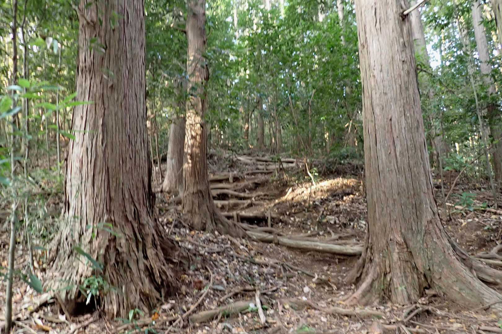 お〜
アママキって感じの、
つづら折り登山道🐾
