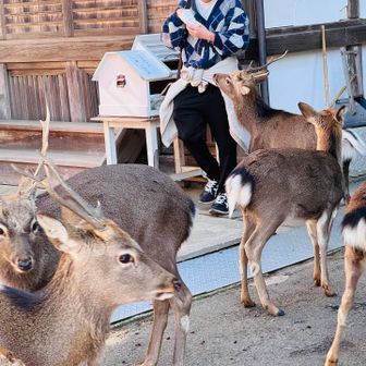 鹿せんべい買った人にはもれなく
鹿たちからドツキのプレゼント😆