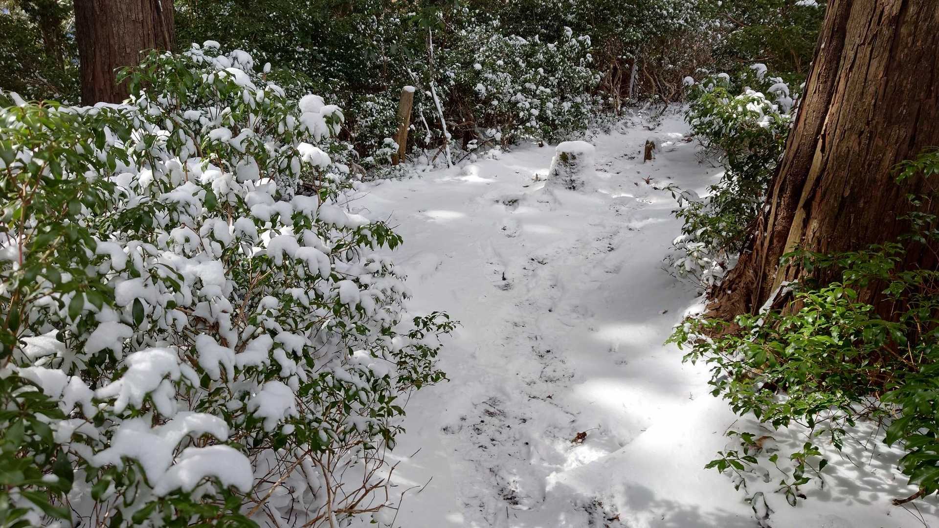 雲母谷の高-堀坂山-堀坂峠-堀坂峠の高-観音岳 周回コースの写真
