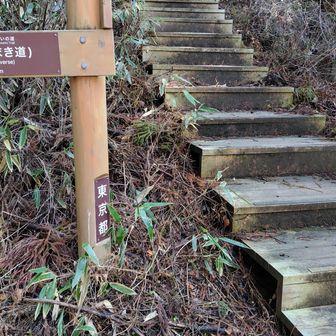 陣場山へ木段を上がる
この木段があるからハイカーでない人も陣場山に行けるのね