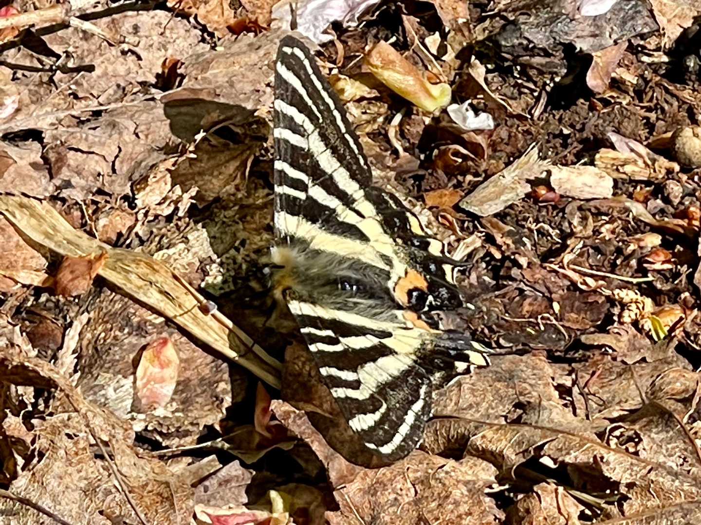 ギフチョウ　たくさん舞っています😊