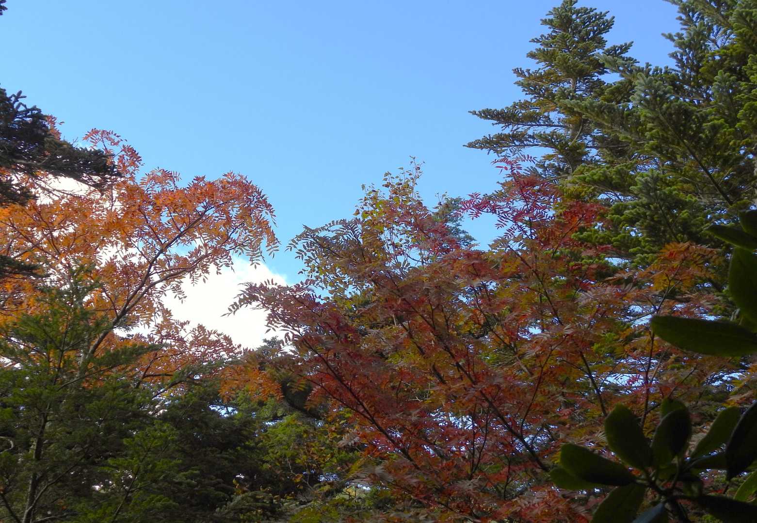 ナナカマドの紅葉も茶色寄り🤎
