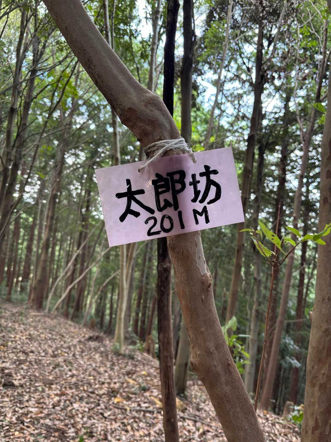 初の太郎坊🙌