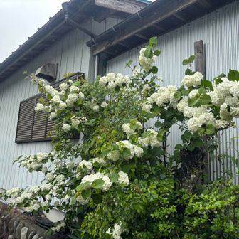 アジサイかな？