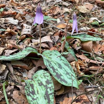 カタクリ咲いてた