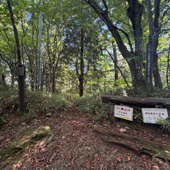 予定どおりのペースで降りれたのでロープウェイは使用せず西之川ルートで下山
