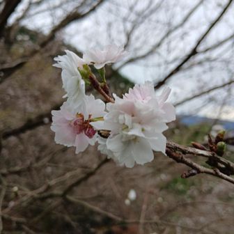 🤩下山途中に寒桜がたくさん咲いていました🌸