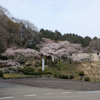 今カンの桜も満開です。