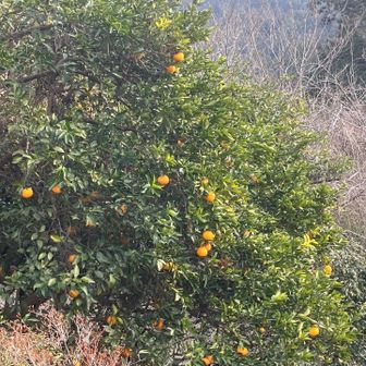 栄光の架橋　ゆず　