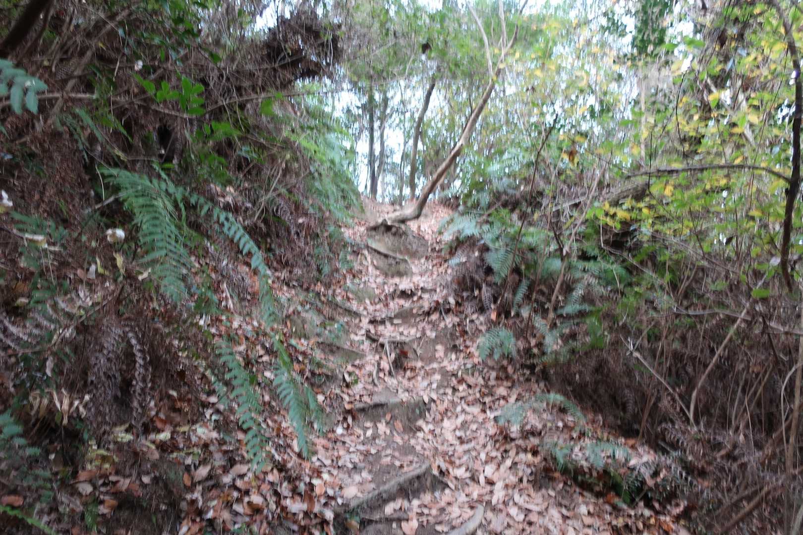 虎丸山 往復コースの写真