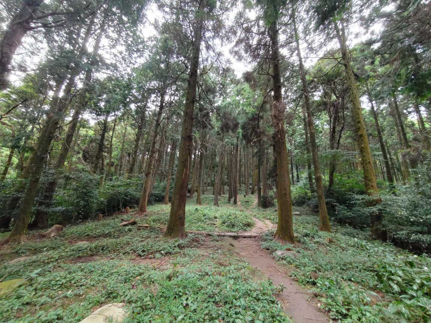 山（風景？）モードがあったので、同じ場所で取り直し。
奥行きも緑の鮮やかさも全然違う!!