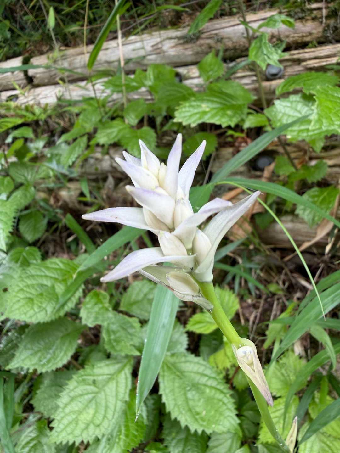 ギボウシ（擬宝珠）の仲間の花、あるいはオオバギボウシなどの可能性が高いです。庭や山道でよく見かける、涼しげな白い花ですね。