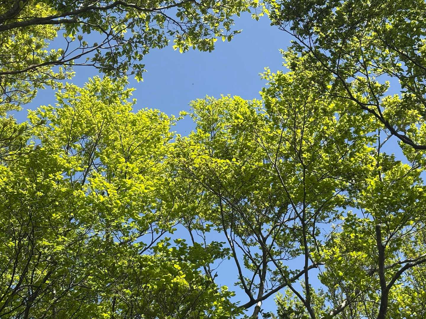 新緑が眩しい