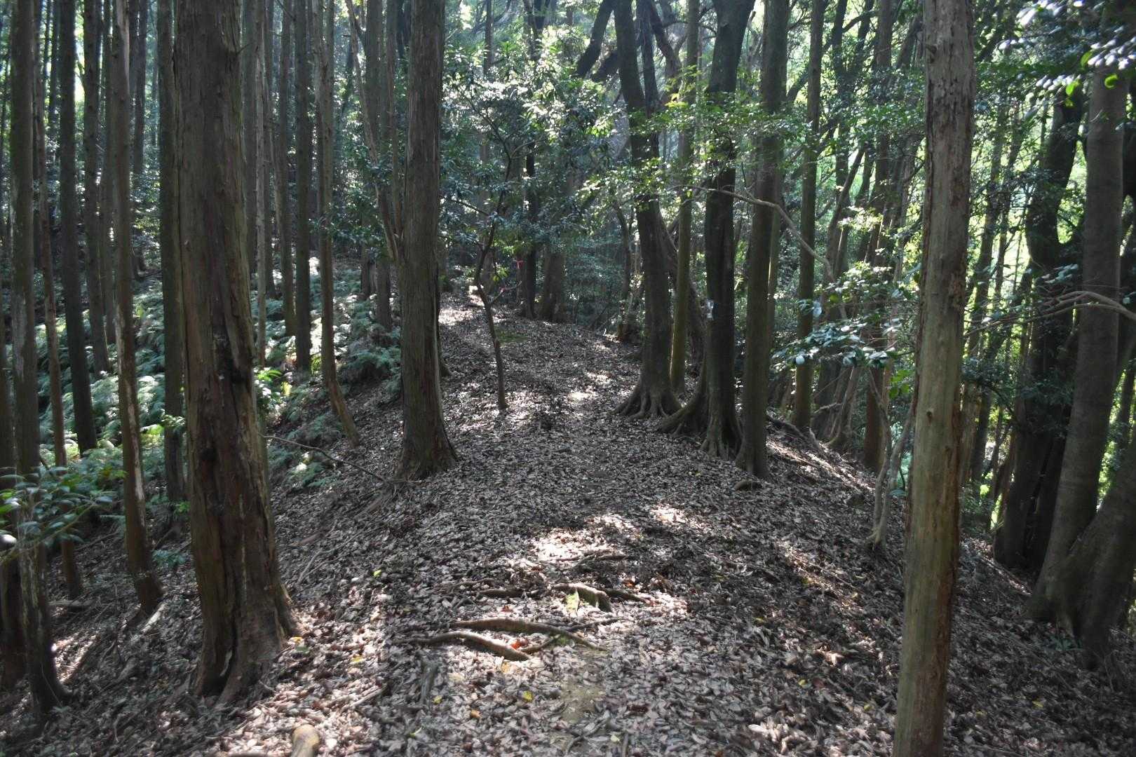 尾根道を歩くのは楽しい💃。