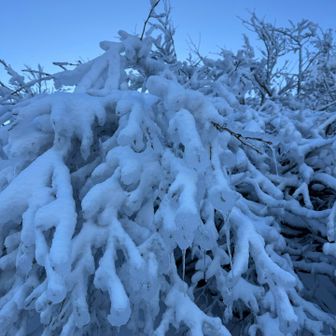 スノモン育っています