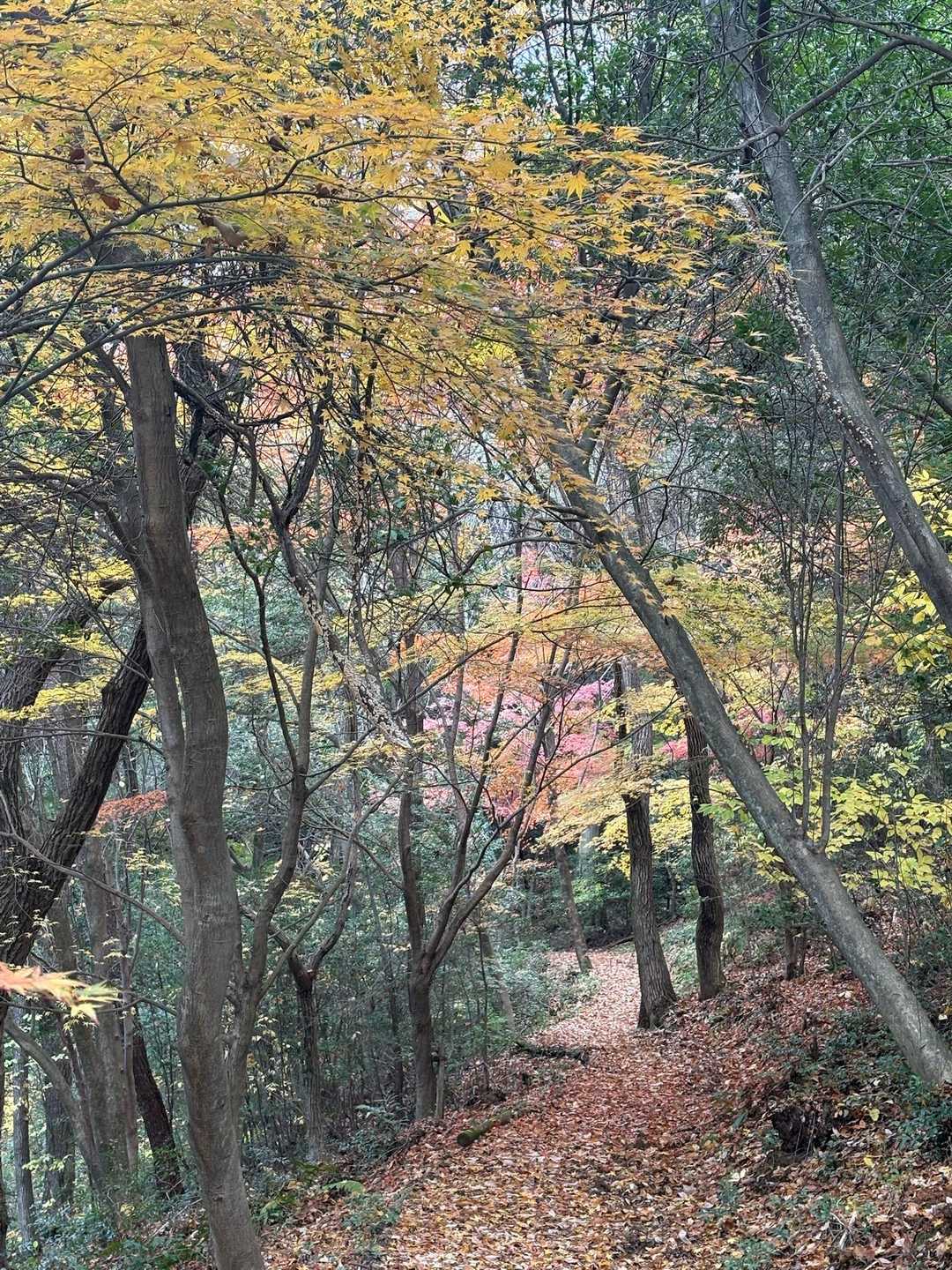 ふれあいの森入口-尾張白山-西山 往復コースの写真