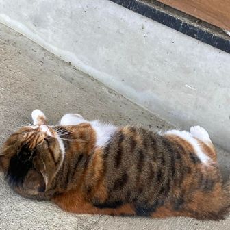 ごろん〜🐈

見た目は貫禄あるけど、声は細く可憐・かわいい系🤣