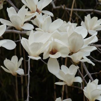 木蓮綺麗ですね。