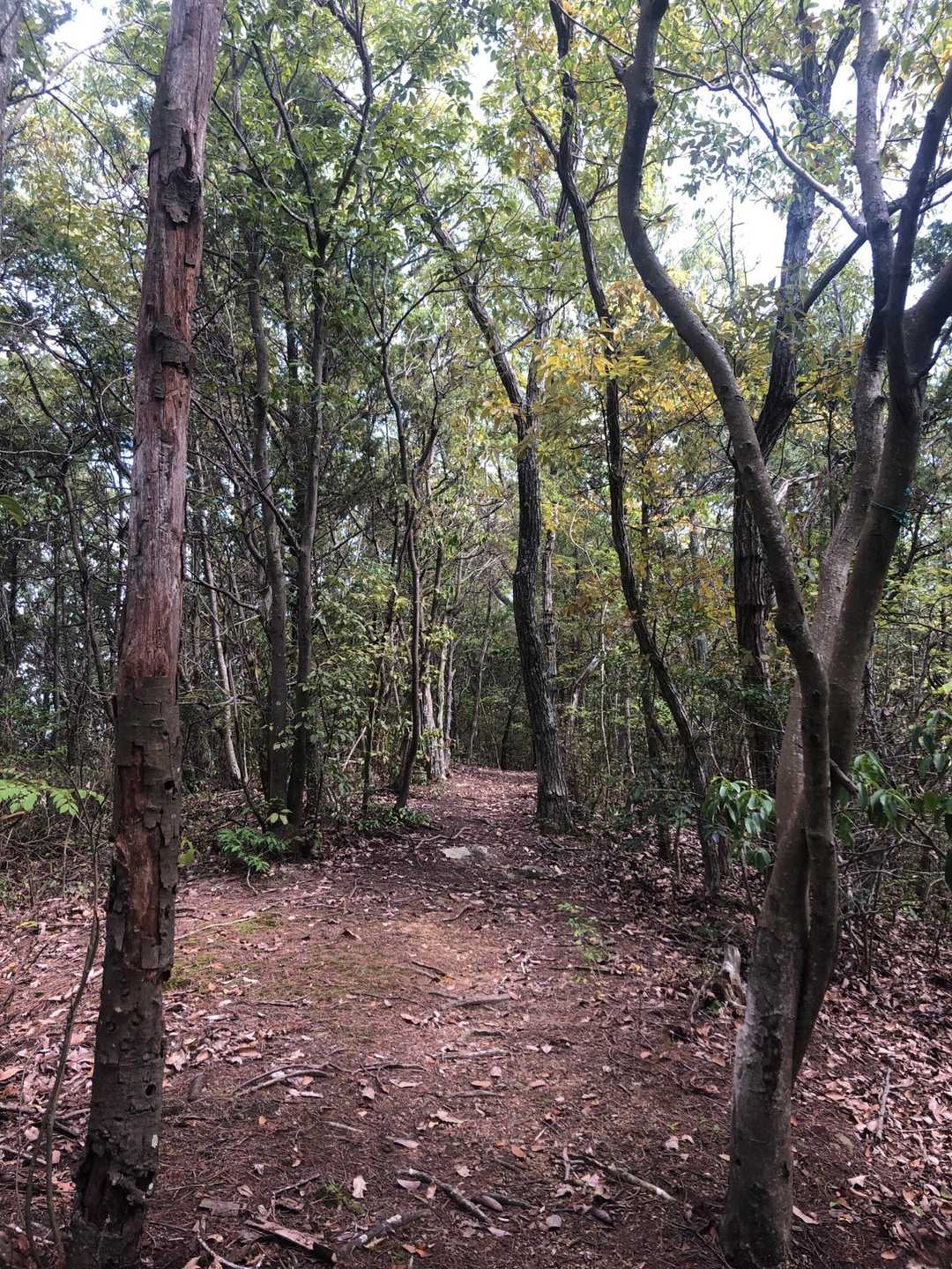 新庄山登り口-高尾山-大山-シャシャ木山登り口 周回コースの写真