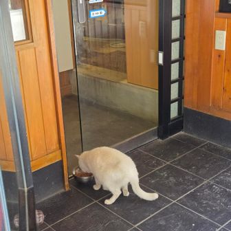 宮島の動物シリーズ②
ネコ