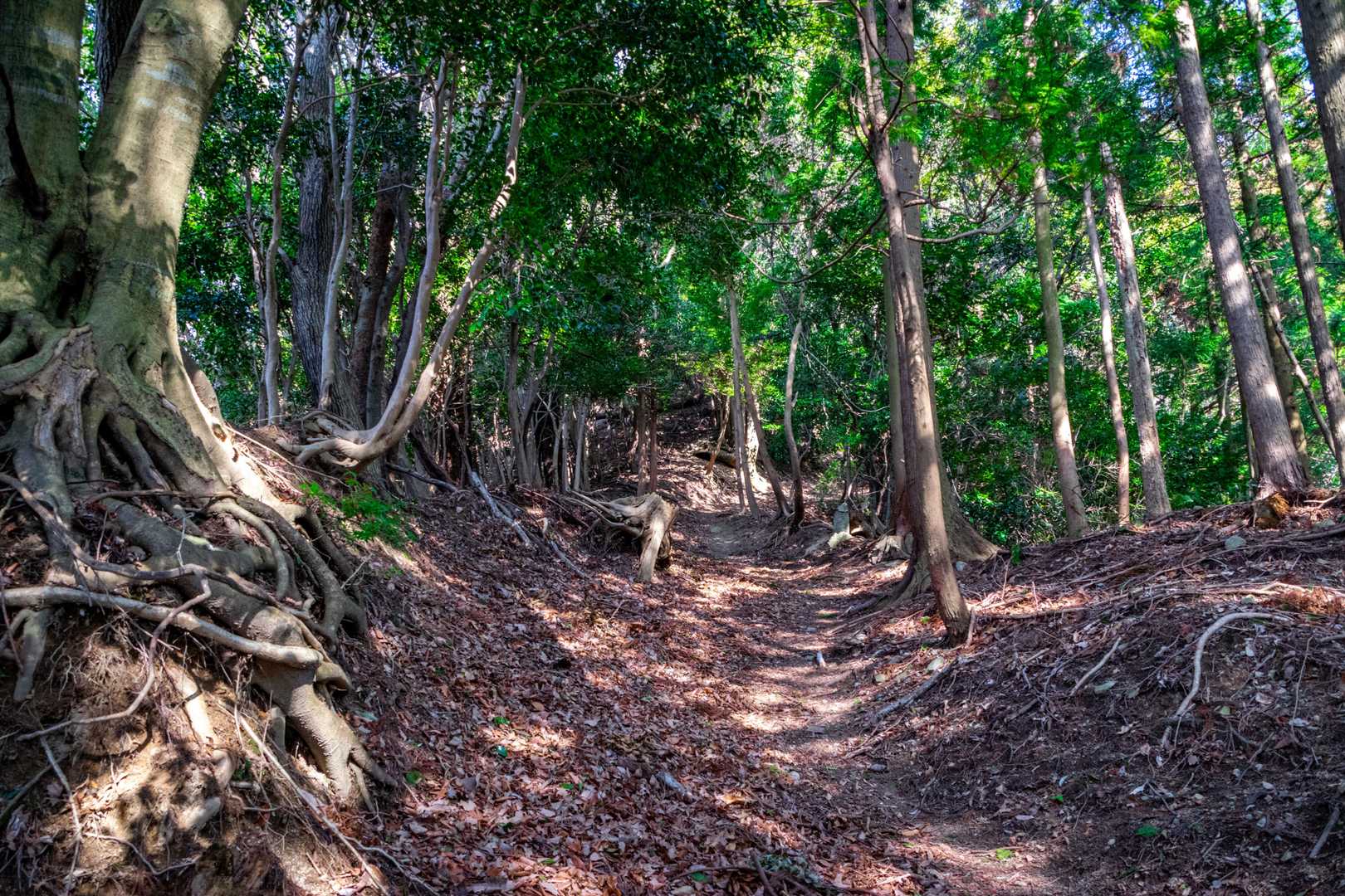 坂本棚田バス停-野登山 往復コースの写真
