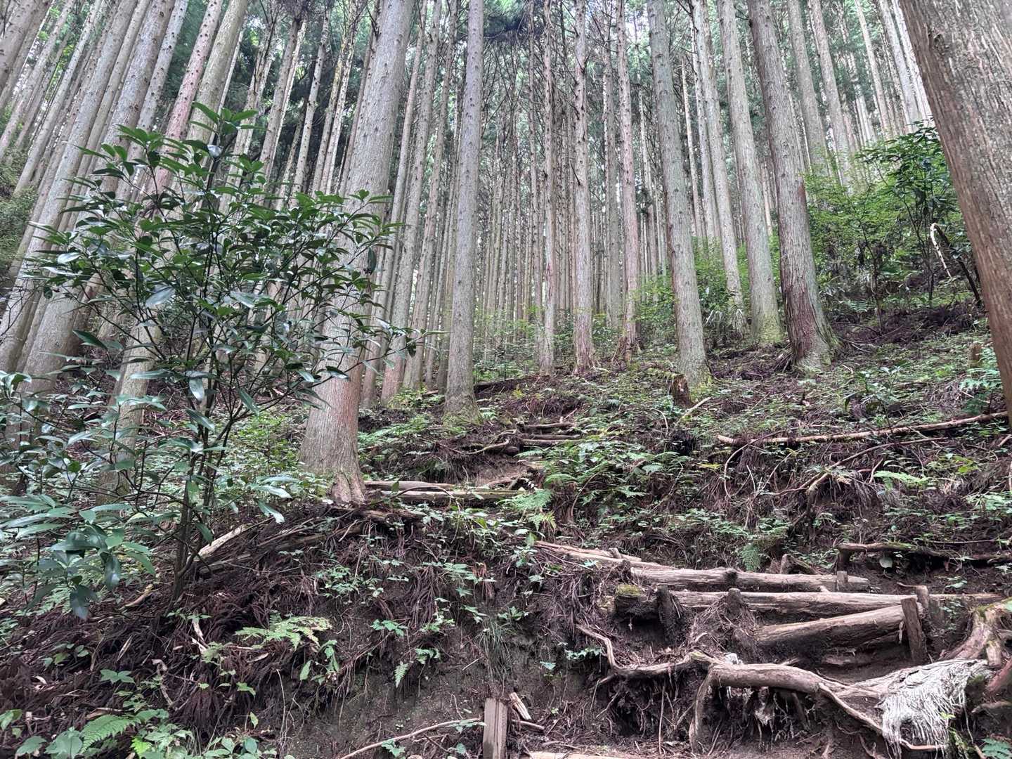 はじめが　急登