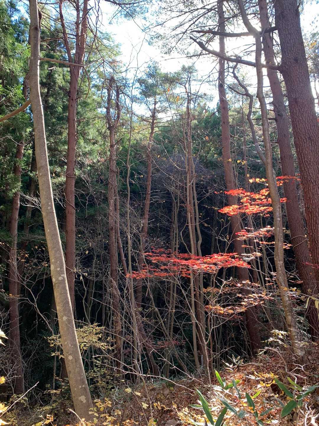 国見山登山口-国見山-山の神 往復コースの写真