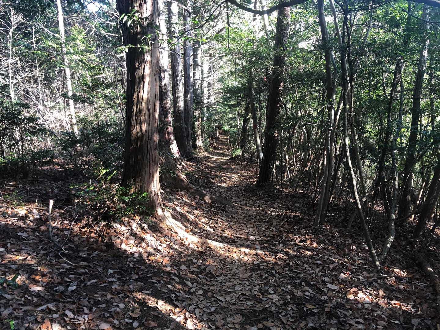 三登谷山～駐車場は、緩やかで快適な登山道